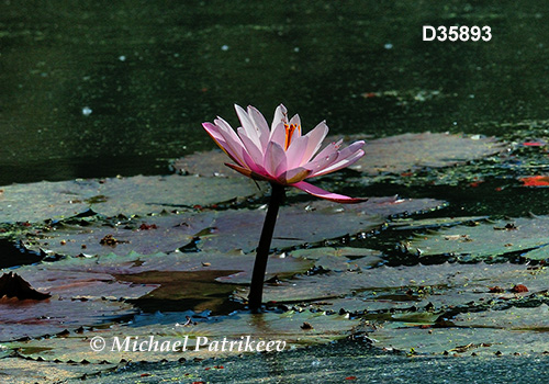 Red Water Lily (Nymphaea rubra)